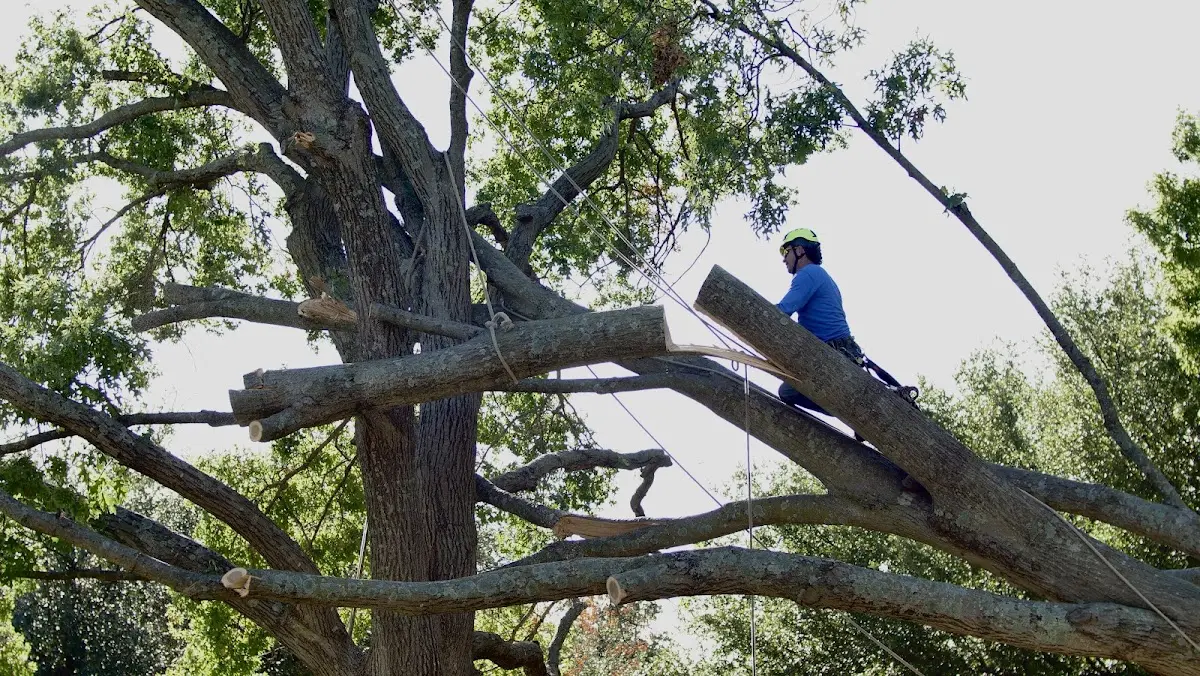 Professional Hazardous Tree Removal performed by certified arborists in Brunswick
