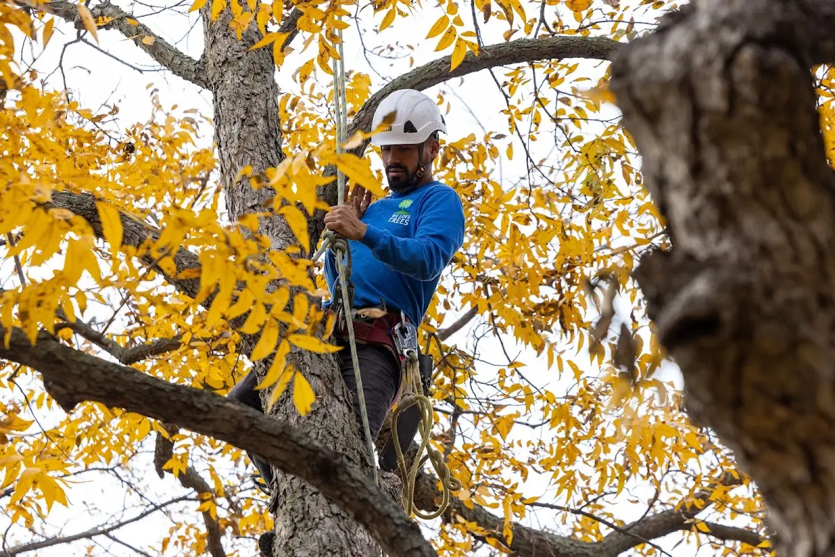 Skilled Tree Pruning crew working in Brunswick